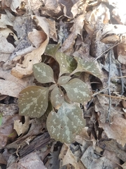 Pachysandra procumbens