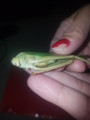 Stilpnochlora couloniana