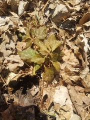 Pachysandra procumbens