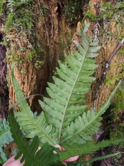 Pteris terminalis