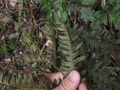 Pteris terminalis