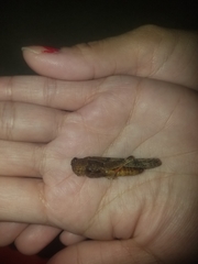 Oedipodinae