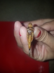 Oedipodinae