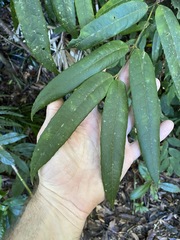 Austromatthaea elegans