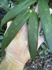 Austromatthaea elegans