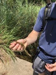 Thamnophis proximus
