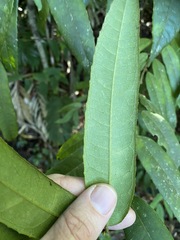 Austromatthaea elegans