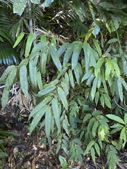 Austromatthaea elegans