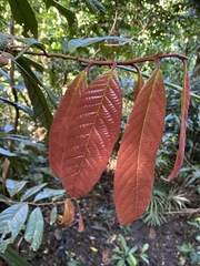 Cryptocarya mackinnoniana