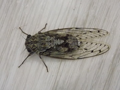Cicada orni
