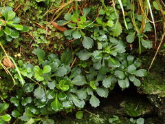 Saxifraga spathularis