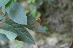 Greta morgane morgane