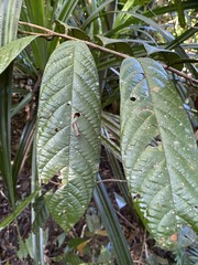Cryptocarya mackinnoniana