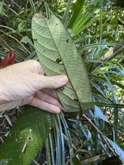 Cryptocarya mackinnoniana