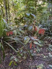 Cryptocarya mackinnoniana