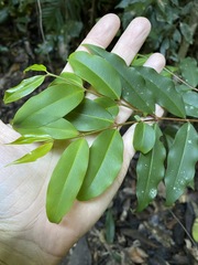 Pilidiostigma tropicum