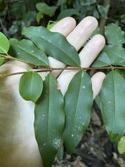 Pilidiostigma tropicum