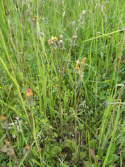 Crepis vesicaria