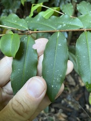 Pilidiostigma tropicum