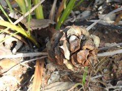 Macrozamia fearnsidei