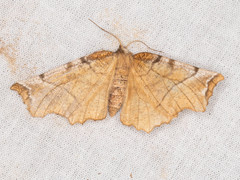Selenia alciphearia