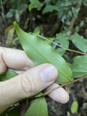 Pilidiostigma tropicum