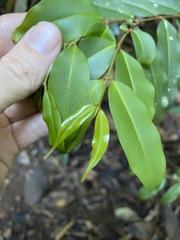 Pilidiostigma tropicum