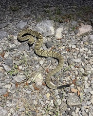 Crotalus