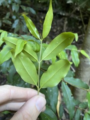 Pilidiostigma tropicum