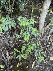 Pilidiostigma tropicum