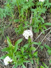 Valeriana capitata