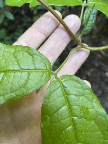 Image of Palmeria scandens by (c) Greg Tasney, some rights reserved (CC BY-SA)