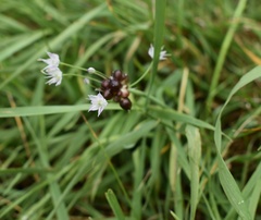 Allium macrostemon