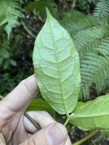 Image of Palmeria scandens by (c) Greg Tasney, some rights reserved (CC BY-SA)
