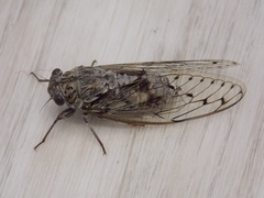 Cicada orni