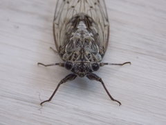 Cicada orni