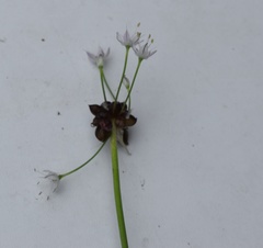 Allium macrostemon