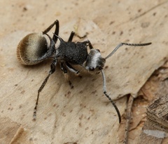 Polyrhachis senilis