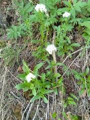 Valeriana capitata