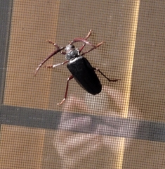 Prionus californicus