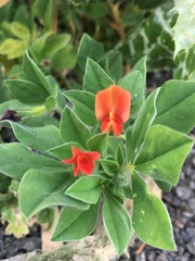 Lotus tetragonolobus