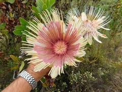 Protea aurea aurea