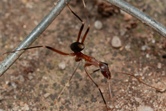 Leptomyrmex cnemidatus