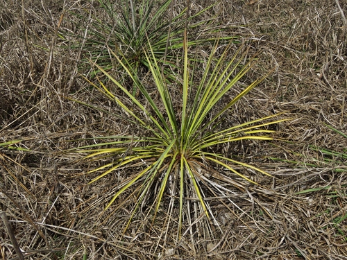 Yucca arkansana