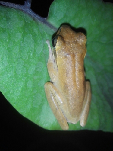 Chunam Frog, Polypedates maculatus