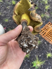 Boletellus chrysenteroides