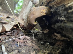 Boletellus chrysenteroides