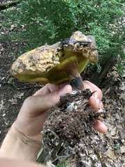 Boletellus chrysenteroides