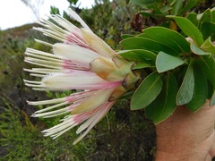 Protea aurea aurea