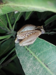 Common Indian Tree-Frog photo 2